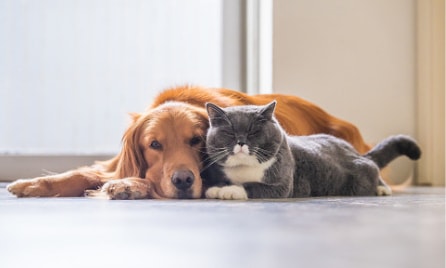 Understanding pet insurance